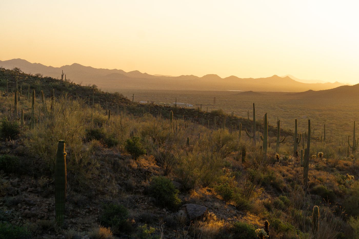 Arizona desert landscape with saguaros at golden hour