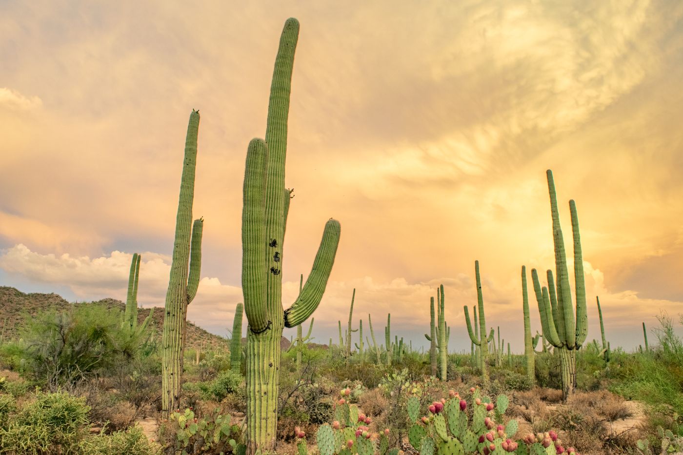 Saguaro cacti in Arizona's Sonoran Desert at sunset